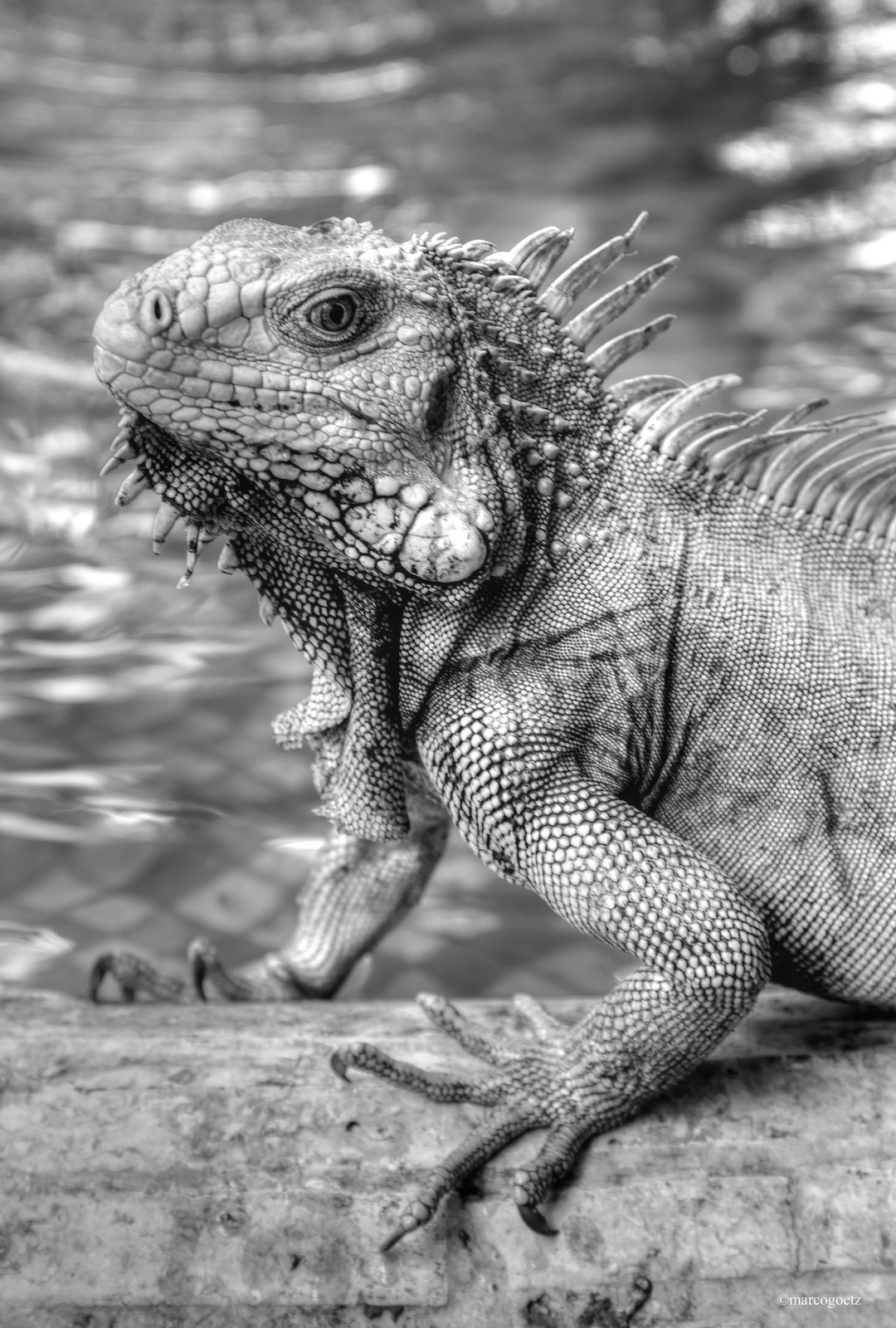 IGUANA CARTAGENA KOLUMBIEN 